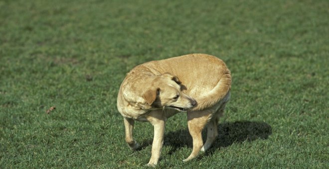 Mi perro se muerde la cola, ¿qué puedo hacer?