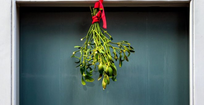 Las plantas más típicas de la Navidad