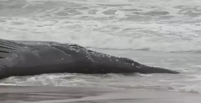 Aparece varada en una playa de Nueva Jersey la séptima ballena jorobada en poco más de un mes