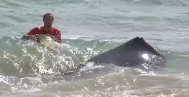 Aparece una ballena muerta en una playa de Hawái con gran cantidad de plásticos en su estómago