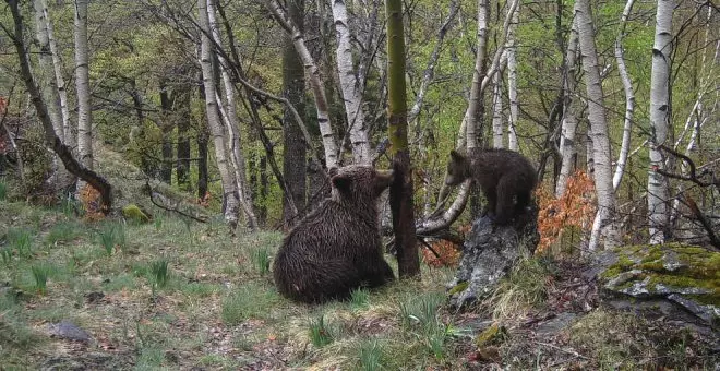 La población de oso pardo se recupera en la Cordillera Cantábrica con 370 ejemplares detectados