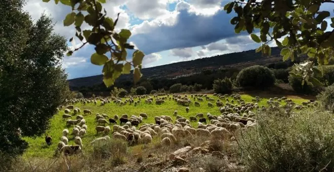 El 'salto' de la viruela ovina a Ciudad Real lleva a inmovilizar más de 3,5 millones de animales en Castilla-La Mancha