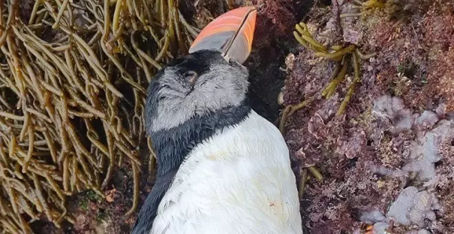 Frailecillos muertos y otras aves siguen apareciendo en las playas de Castro Urdiales