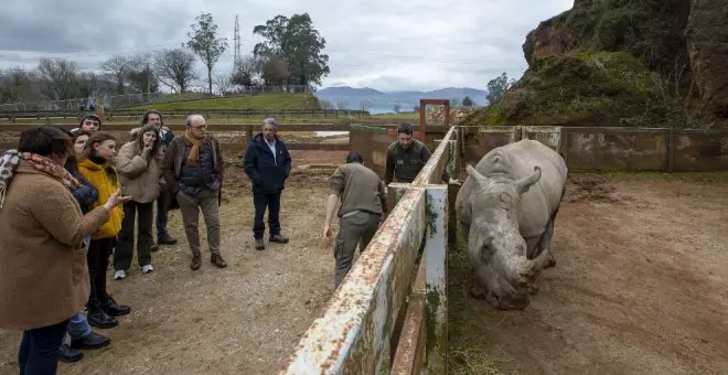 Llega una nueva hembra de rinoceronte blanco a Cabárceno