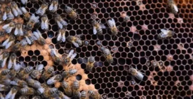 Vacunas para abejas, el primer gran paso para mitigar su declive