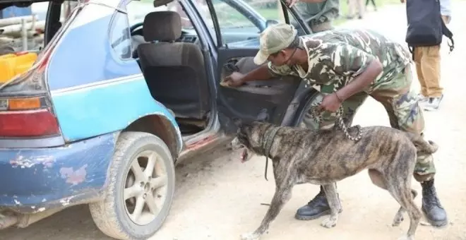 Buscan hogar para una perra jubilada tras combatir el tráfico de animales en el Congo