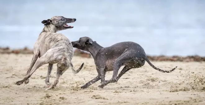 Vuelve el cainismo a la izquierda con la Ley de Bienestar Animal