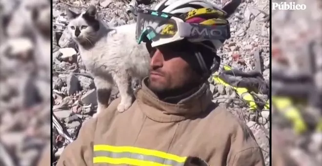 El gato Enkaz, rescatado entre los escombros del terremoto en Turquía, no se despega del bombero que lo salvó