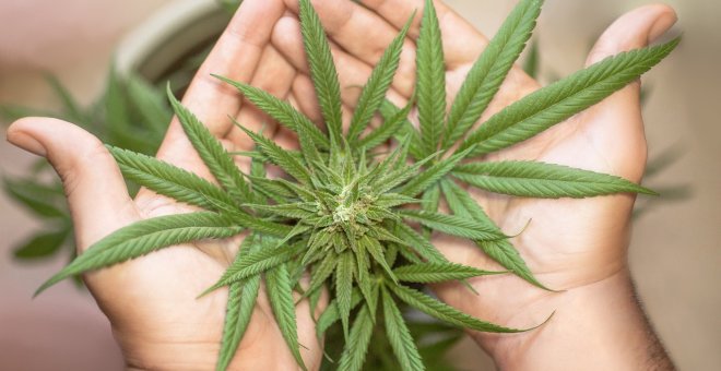 España cuadruplicará este año la producción legal de cannabis medicinal sin haber regulado aún su uso