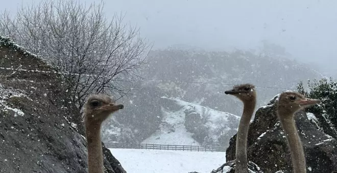 La nieve cubre Cabárceno