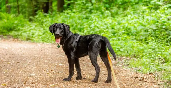 ¿Por qué España es uno de los países europeos donde más animales se abandonan?