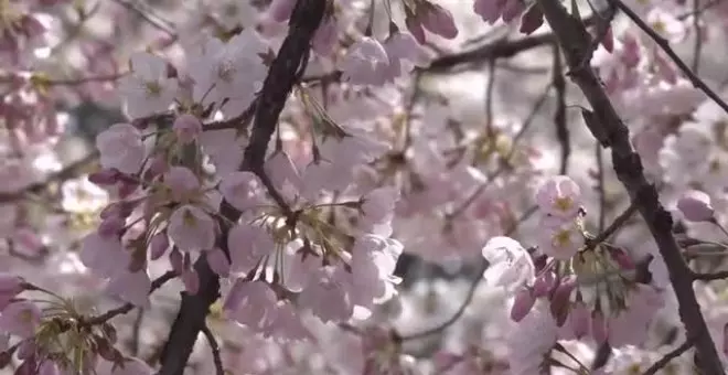 La primavera llega a Washington DC con el florecimiento de los cerezos