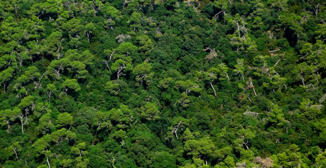 La sequera duplica el nombre d'hectàrees de boscos afectades per la manca d'aigua en l'últim any