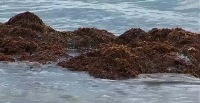 Una macro alga flotante en descomposición amenaza las costas de Florida y México