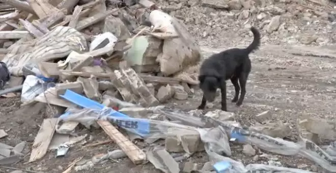 Rescatan a mascotas abandonadas entre las ruinas de las ciudades bombardeadas en Ucrania