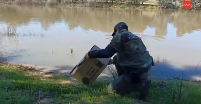 Patitos rescatados