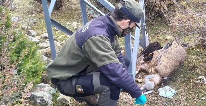 Agentes medioambientales denuncian la impunidad existente por la muerte de aves electrocutadas en Castilla-La Mancha