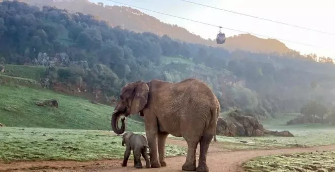 Cabárceno da la bienvenida al vigesimocuarto elefante africano nacido en sus instalaciones