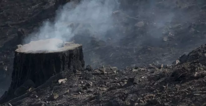 El Gobierno asturiano paraliza el Plan Forestal