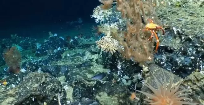 Descubren una nuevo coral a 500 metros de profundidad frente a Ecuador