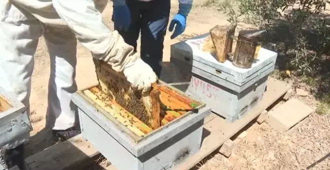 "Nunca había sufrido tanto por mis abejas"