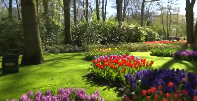 Los tulipanes, símbolo del esplendor de la primavera en Países Bajos