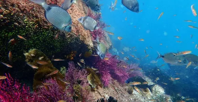 Los inesperados paisajes de la Galicia submarina 