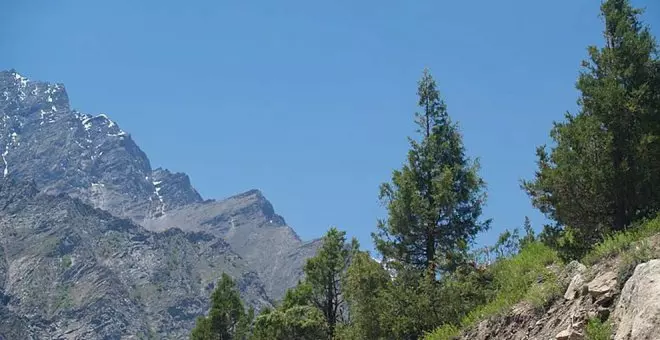 Hallan el árbol más alto de Asia en el Tíbet