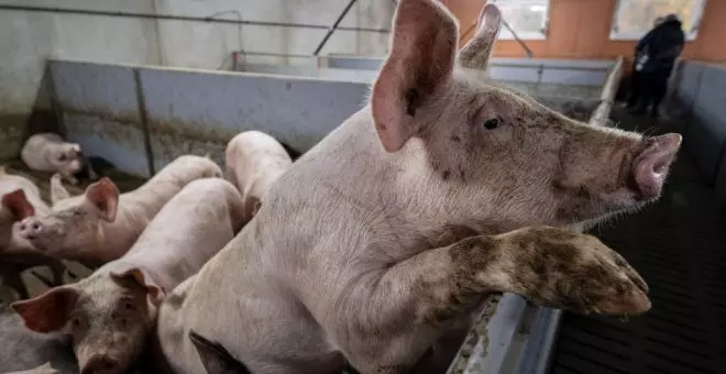 Matar cerdos para fletar aviones 'sostenibles'