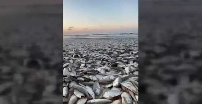 Aparecen miles de peces muertos en Texas