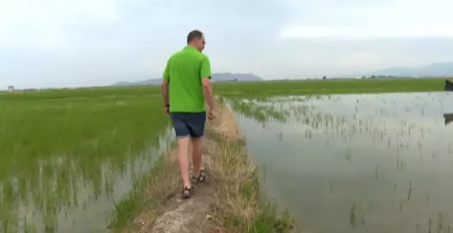 Los agricultores de La Albufera denuncian cuantiosas pérdidas en sus cosechas de arroz por culpa de los flamencos