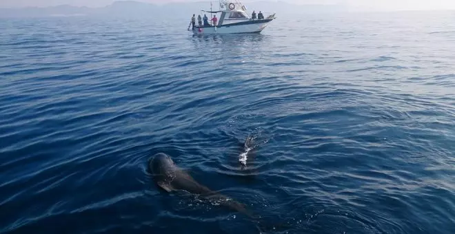 Aire Libre Verano: navegar entre delfines y festivales muy rurales