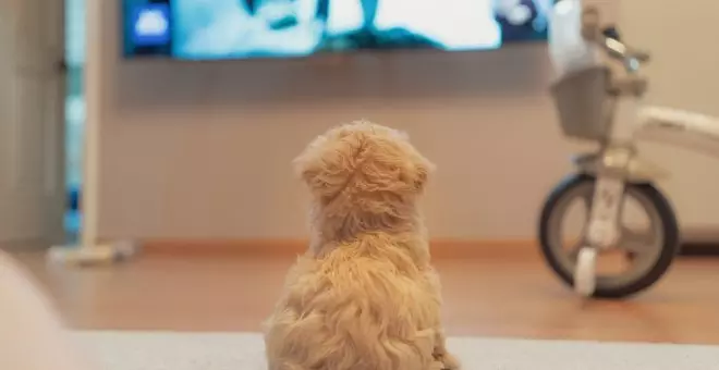 ¿A tu perro le gusta ver la televisión?