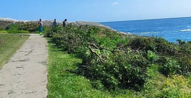 Finalizan los trabajos para eliminar flora invasora en el islote de la Virgen del Mar