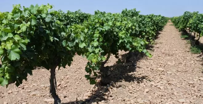 Un agricultor de 46 años muere en la provincia de Ciudad Real por un golpe de calor mientras trabajaba en una viña