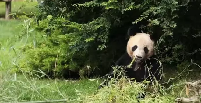 El primer oso panda nacido en Francia viaja a China