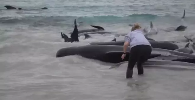 Mueren 51 ballenas en una playa de Australia