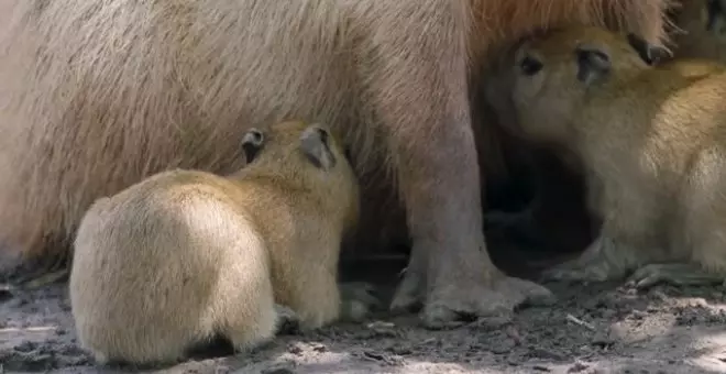 Nacen cuatro capibaras en el zoo de San Diego en Estados Unidos