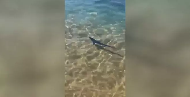 Una cría de tintorera sorprende a los bañistas de una playa de Girona