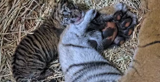 Nacen dos tigres de Sumatra en un zoo de EEUU