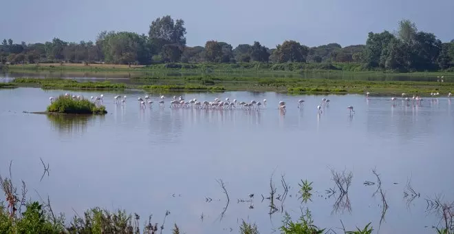 Nueve de las 16 zonas del acuífero de Doñana están en "estado de alarma"