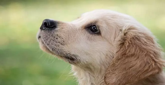 Guía para entrenar a tu perro de forma efectiva