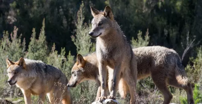 Ecologismo de emergencia - El lobo merece protección