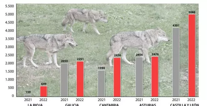 Denuncian un aumento de los ataques de lobos a ganado, con 2.436 en Cantabria en 2022