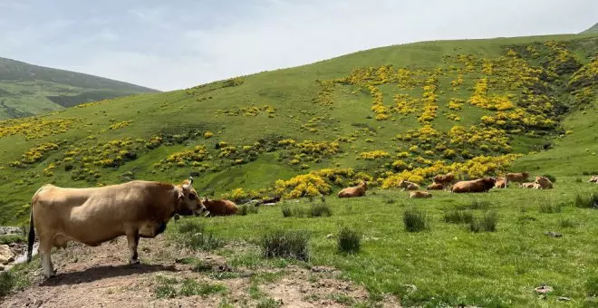 La enfermedad hemorrágica afecta ya a 610 vacas de 36 municipios tras detectarse 37 casos más