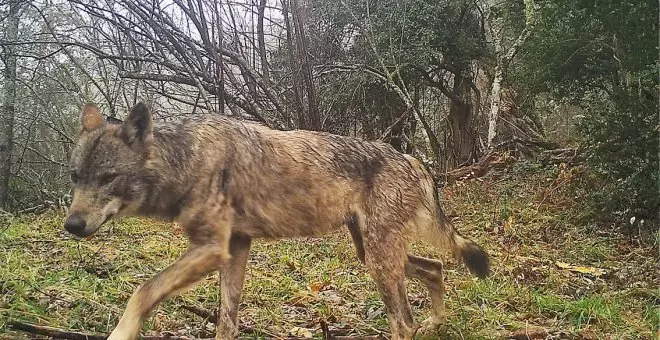 Los ataques del lobo subieron un 0,8% con la nueva protección, denuncia COAG