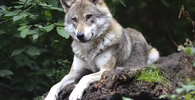 Ecologismo de emergencia - En defensa del lobo en Europa