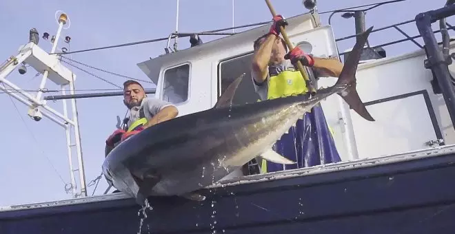 La recuperación del atún rojo: el valor de no pescar al tuntún