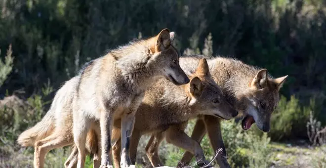 El Gobierno de Cantabria pagará las indemnizaciones por daños de lobo atrasadas por la aseguradora