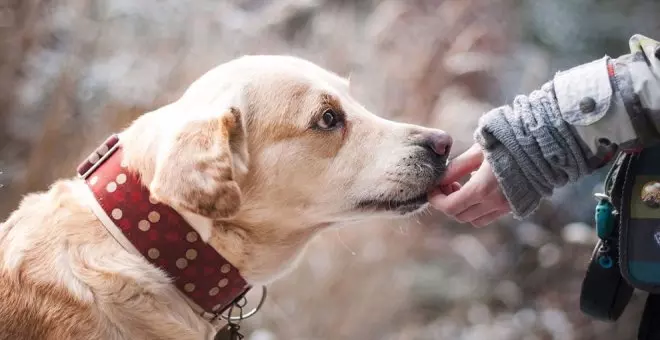 Rechazan analizar el ADN de heces caninas para multar a los dueños en Castro